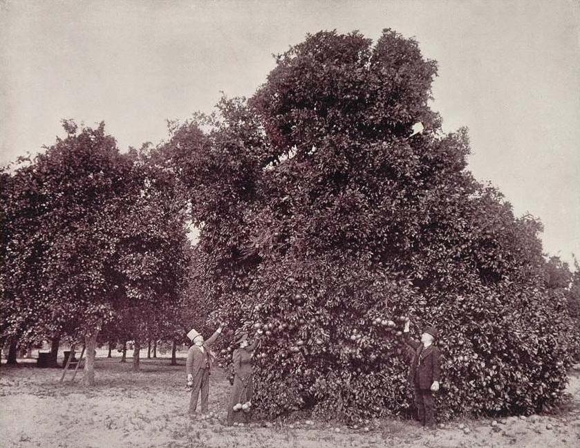An 1890s print of a Florida orange grove: rows of low, heavily leaved orange trees receding evenly toward a treeline.