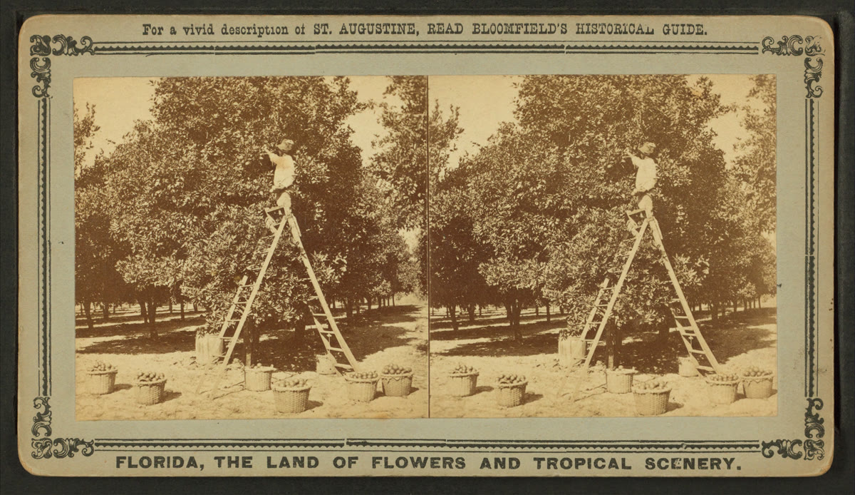 Workers among the trees of a Florida orange grove gathering fruit into baskets and boxes, ladders leaning into the branches.